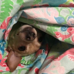 Meet your Posher, Sam